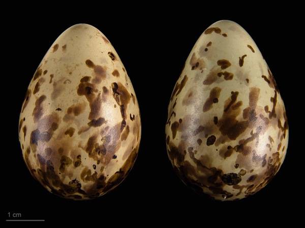 File:Calidris maritima maritima MHNT.ZOO.2010.11.119.17.jpg by Roger Culos is licensed under CC BY-SA 4.0. ... NOTE 2 eggs from same clutch, 3-4 laid